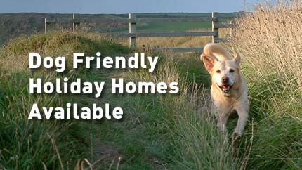 dogs friendly holiday homes Newquay